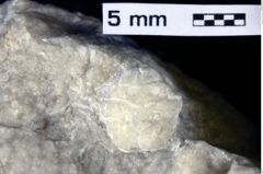 Foto (Detailansicht) von Goniodromites sp. (NHMW-GEO-1990-0041-0394)